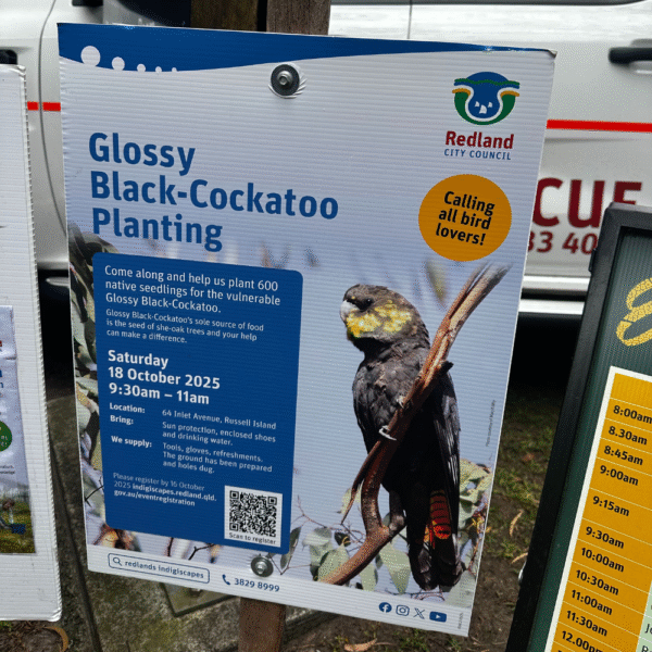 Community volunteers needed for planting trees to support Glossy black cockatoo habitat in Redlands Coast.