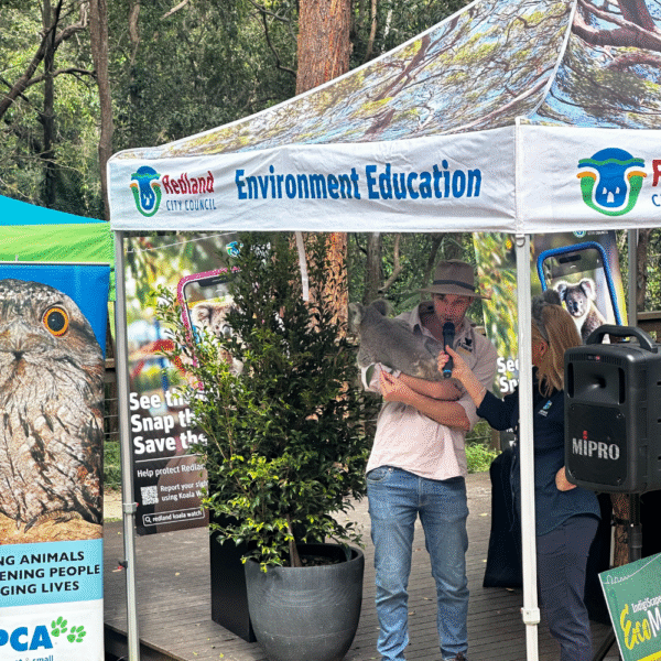 Koala being held by a Koala carer and speaking with Ranger Stacy at the Eco Market and IndigiScapes Redlands Coast Brisbane
